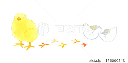 かわいいヒヨコと卵・足跡 手描き水彩イラスト素材 かわいいヒヨコと卵・足跡 手描き水彩イラスト素材 136000348