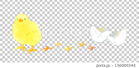 可愛的小雞、雞蛋和腳印手繪水彩插圖 136000348