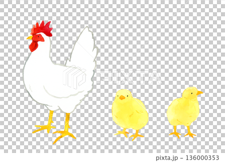 Set of white chickens and chicks - hand-drawn watercolor illustration 136000353