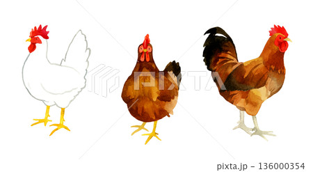 ニワトリのセット（白色レグホーン、ロードアイランドレッド、名古屋コーチン）　手描き水彩イラスト素材 136000354