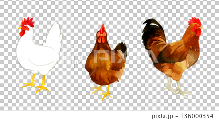 ニワトリのセット（白色レグホーン、ロードアイランドレッド、名古屋コーチン）　手描き水彩イラスト素材 136000354