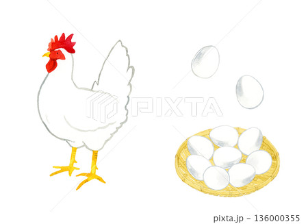 白色のニワトリと鶏卵のセット　手描き水彩イラスト素材 136000355