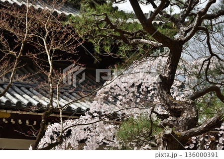 今熊野観音寺　本堂と枝垂れ桜と松(京都市東山区) 136000391