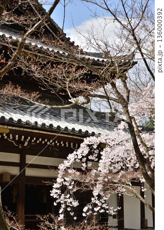 今熊野観音寺　本堂と枝垂れ桜と松(京都市東山区) 136000392