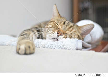 昼寝する猫のリラックスした表情 昼寝する猫のリラックスした表情 136000429