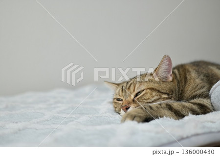 昼寝する猫のリラックスした表情 136000430
