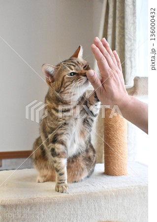 ハイタッチで挨拶する猫 ハイタッチで挨拶する猫 136000432