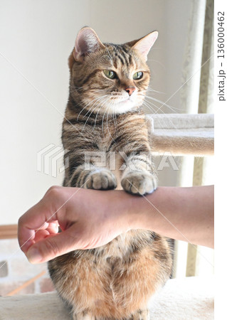 ハイタッチで挨拶する猫 ハイタッチで挨拶する猫 136000462