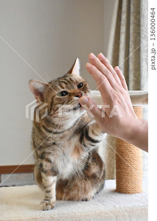 ハイタッチで挨拶する猫 136000464