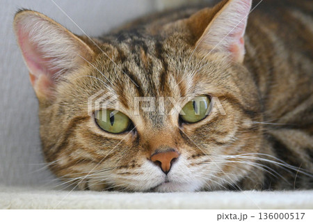 見つめる猫 136000517