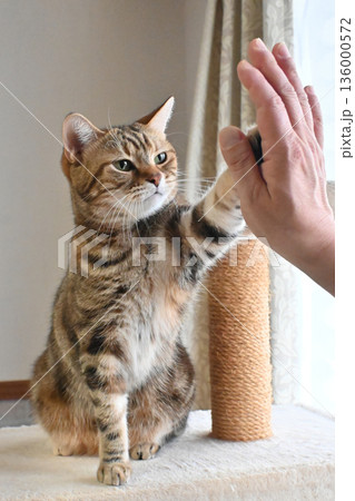 ハイタッチで挨拶する猫 ハイタッチで挨拶する猫 136000572