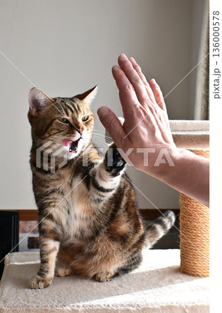 ハイタッチで挨拶する猫 ハイタッチで挨拶する猫 136000578
