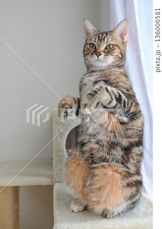 立ち上がるかわいい猫 136000581