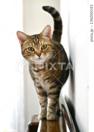 好奇心を宿す猫、アメリカンショートヘアの美しい毛並みと視線 136000583