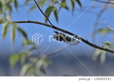 青空の下の木に止まるクマゼミと夏の風景03 136000591