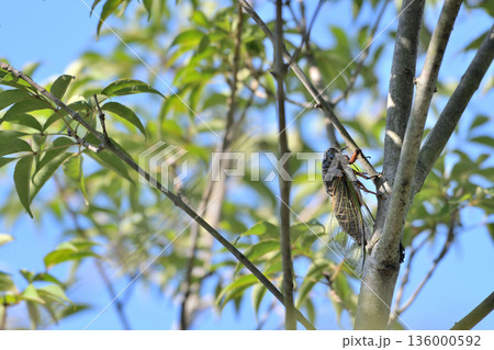 青空の下の木に止まるクマゼミと夏の風景04 136000592
