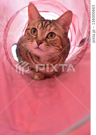 室内で楽しく遊ぶ猫・ピンクのキャットトンネル 136000665