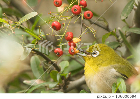 赤い実を咥えるメジロ 136000694