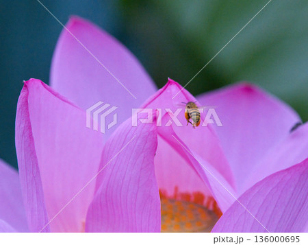 蓮の花に飛ぶ蜜蜂 蓮の花に飛ぶ蜜蜂 136000695
