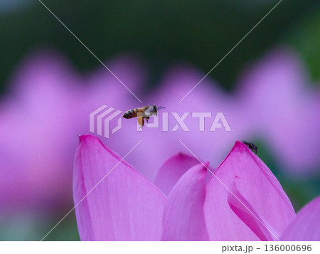 蓮の花に飛んでいるミツバチ 蓮の花に飛んでいるミツバチ 136000696