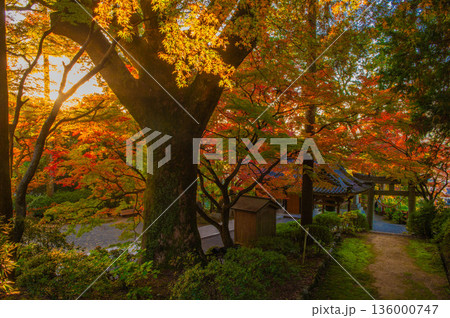 紅葉期の大興善寺「クスノキ」 紅葉期の大興善寺「クスノキ」 136000747