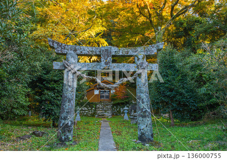 吉田大明神の紅葉 136000755