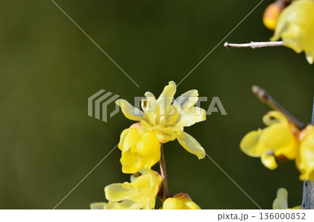 ロウバイ ロウバイ 136000852