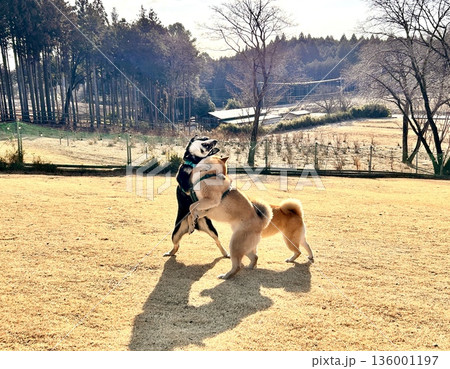 冬の公園で遊ぶ柴犬 冬の公園で遊ぶ柴犬 136001197
