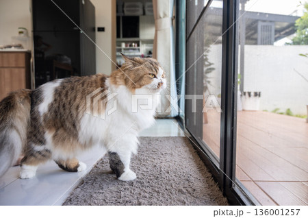 Crossbreed Persian cat looking through window while waiting her owner. Cats can get sick or injured when left alone for long periods. 136001257