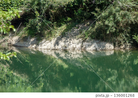 水面に映る木々 136001268