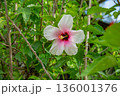 南の島パラオのピンクと白のハイビスカス 136001376
