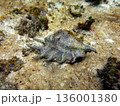 パラオの海中のクモガイ 136001380