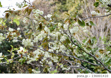 鬱金桜 Ukon-zakura 鬱金桜 Ukon-zakura 136001410