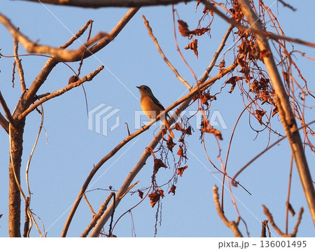 冬の荒川河川敷の木にとまるジョウビタキのメス 136001495