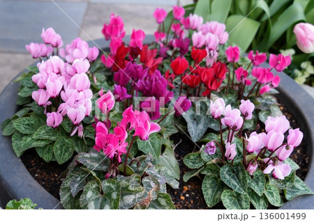 シクラメンの花 136001499