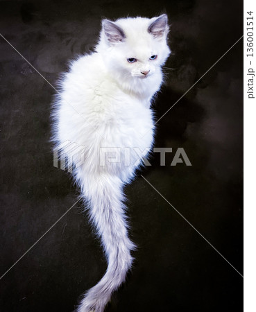 不機嫌そうに睨むラグドールの白い子猫 不機嫌そうに睨むラグドールの白い子猫 136001514