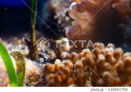 サンゴと海草の水槽を泳ぐモンガラ（Balistidae sp.）の子供 136001700