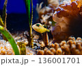 サンゴと海草の水槽を泳ぐモンガラ（Balistidae sp.）の子供 136001701