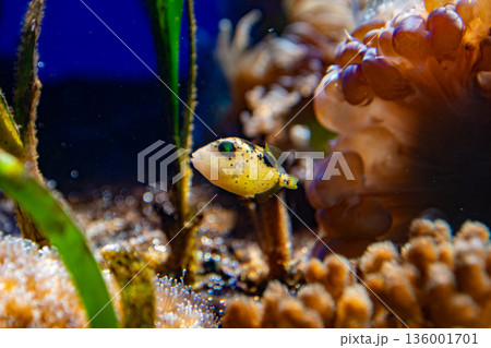 サンゴと海草の水槽を泳ぐモンガラ（Balistidae sp.）の子供 136001701