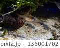 サンゴと海藻の水槽の中のイトヒキテンジクダイ（Zoramia leptacanthus） 136001702