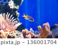 サンゴの水槽の中を泳ぐCoral demoiselle (Neopomacentrus nemuru 136001704