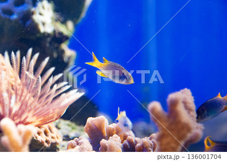 サンゴの水槽の中を泳ぐCoral demoiselle (Neopomacentrus nemuru 136001704