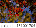 もみじと青空 136001706