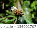 白い花、オオホザキアヤメ（Cheilocostus speciosus）別名フクジンソウ 136001707