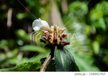 白い花、オオホザキアヤメ（Cheilocostus speciosus）別名フクジンソウ 136001707