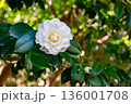 白い椿 136001708