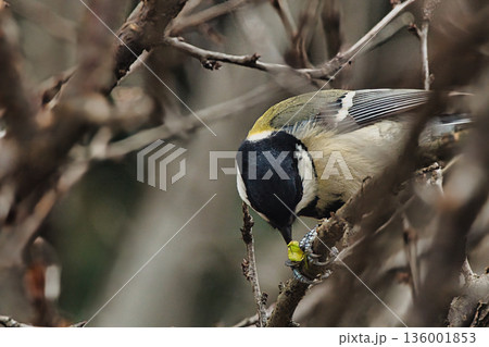 獲物を食べるシジュウカラ 136001853