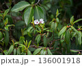 パラオのマラバルノボタン、白い花と赤い雌しべのMelastoma malabathricum 136001918