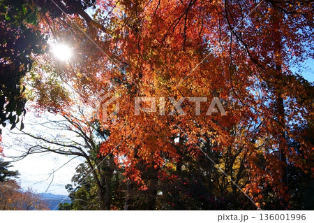 紅葉 136001996