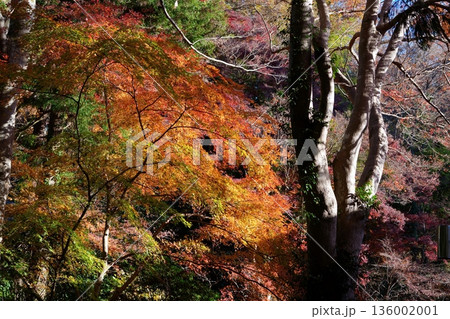 紅葉 紅葉 136002001